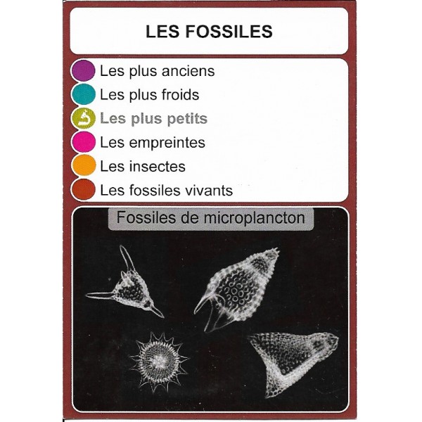 Les fossiles2- DIY - SoCartes est un jeu de société pour les enfants