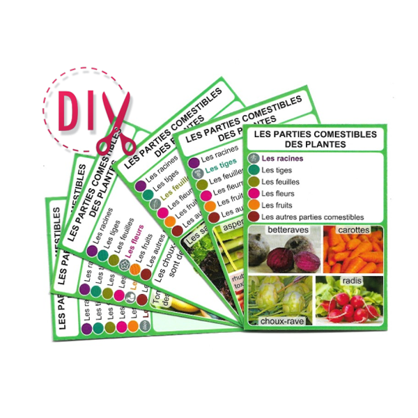 La familles Les parties comestibles des plantes à fabriquer soi-même. Les six cartes de la famille sont disposées en éventail. La carte du dessus montre les racines, avec comme exemple les betteraves, les carottes, le choux-rave et les radis.